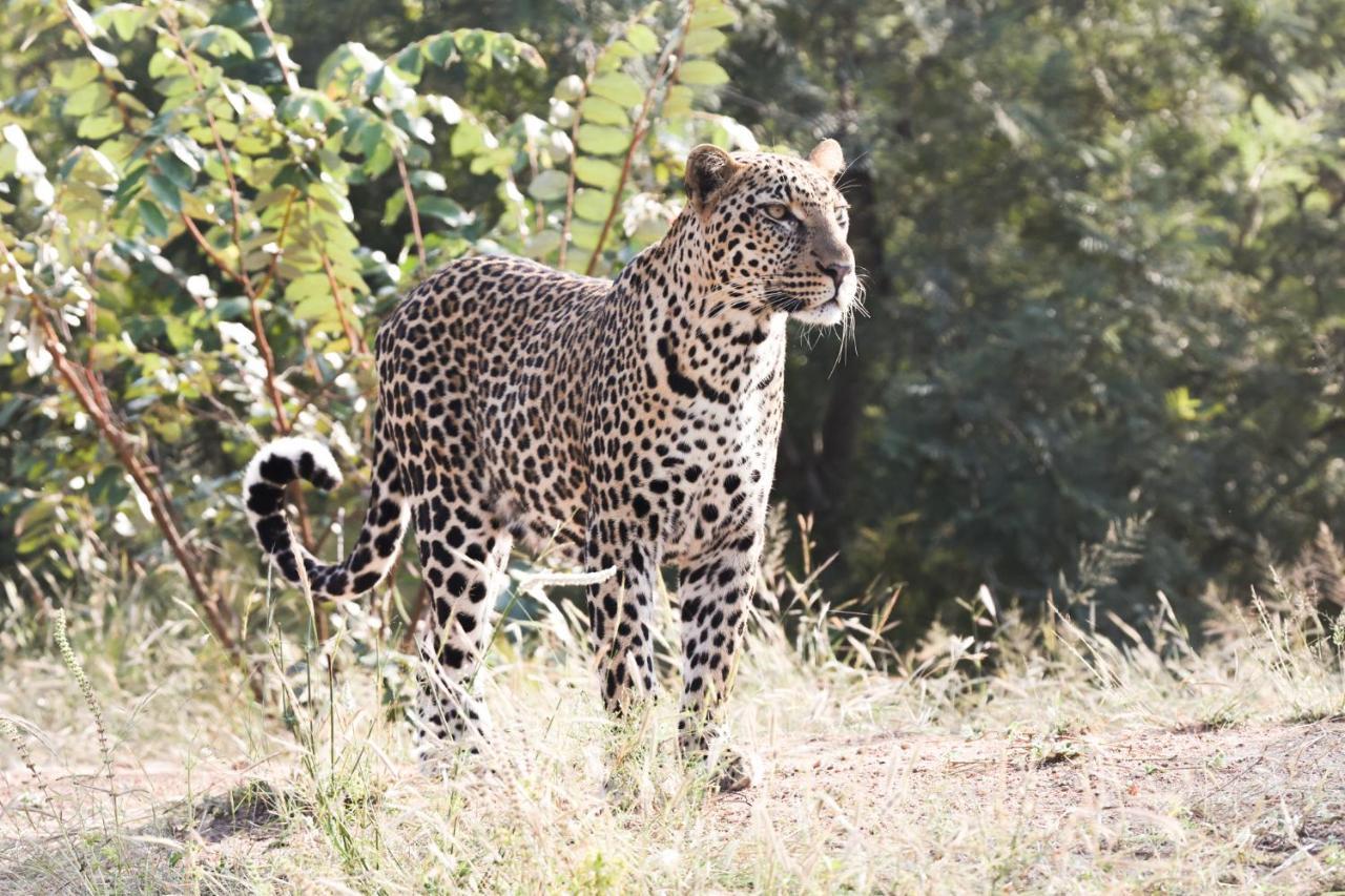 Karongwe Portfolio - Chisomo Safari Camp Luxe tent Karongwe Game Reserve