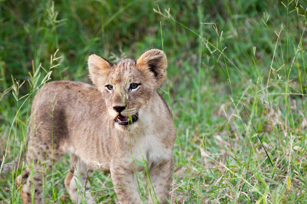 Karongwe Portfolio - Chisomo Safari Camp Luxe tent 4*