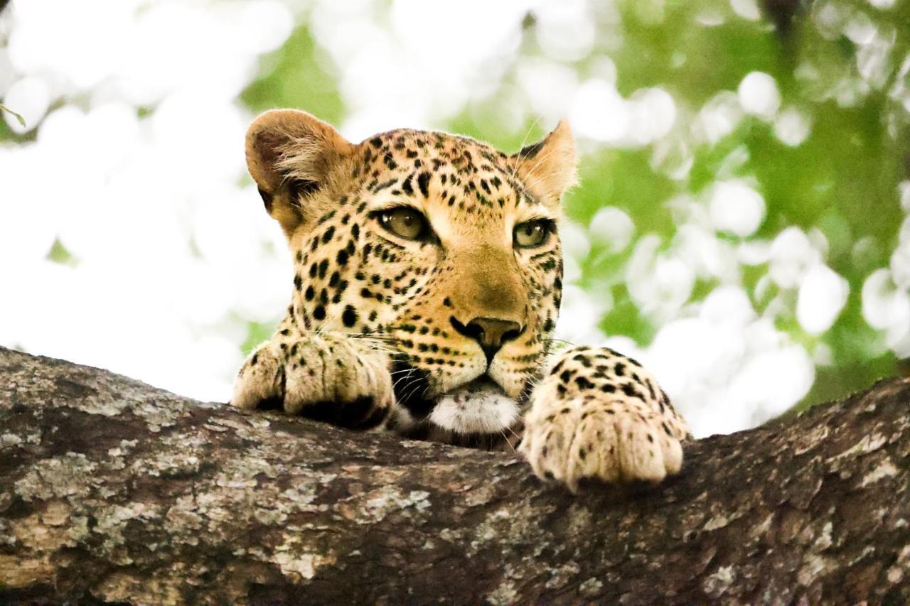 Luxe tent Karongwe Portfolio - Chisomo Safari Camp