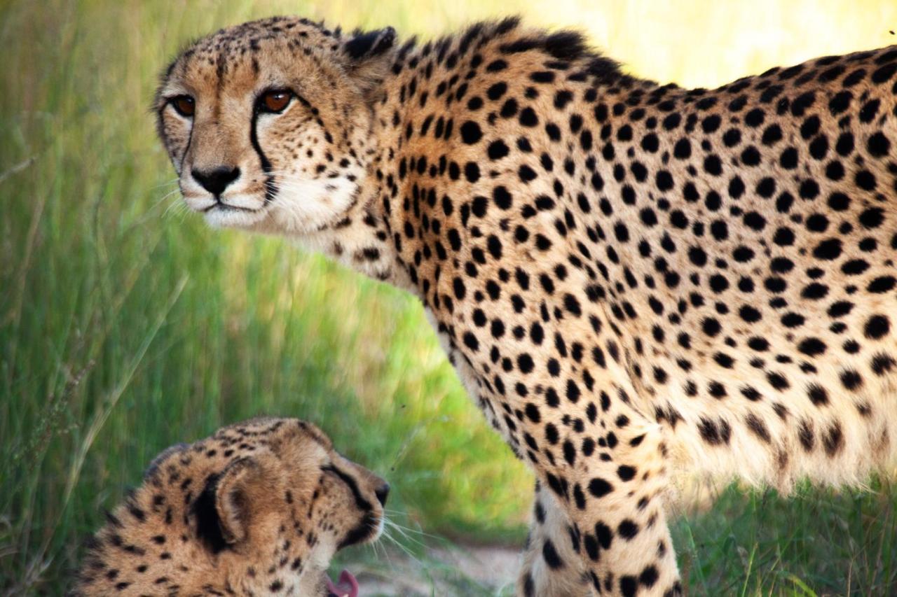 Karongwe Portfolio - Chisomo Safari Camp 4* Karongwe Game Reserve