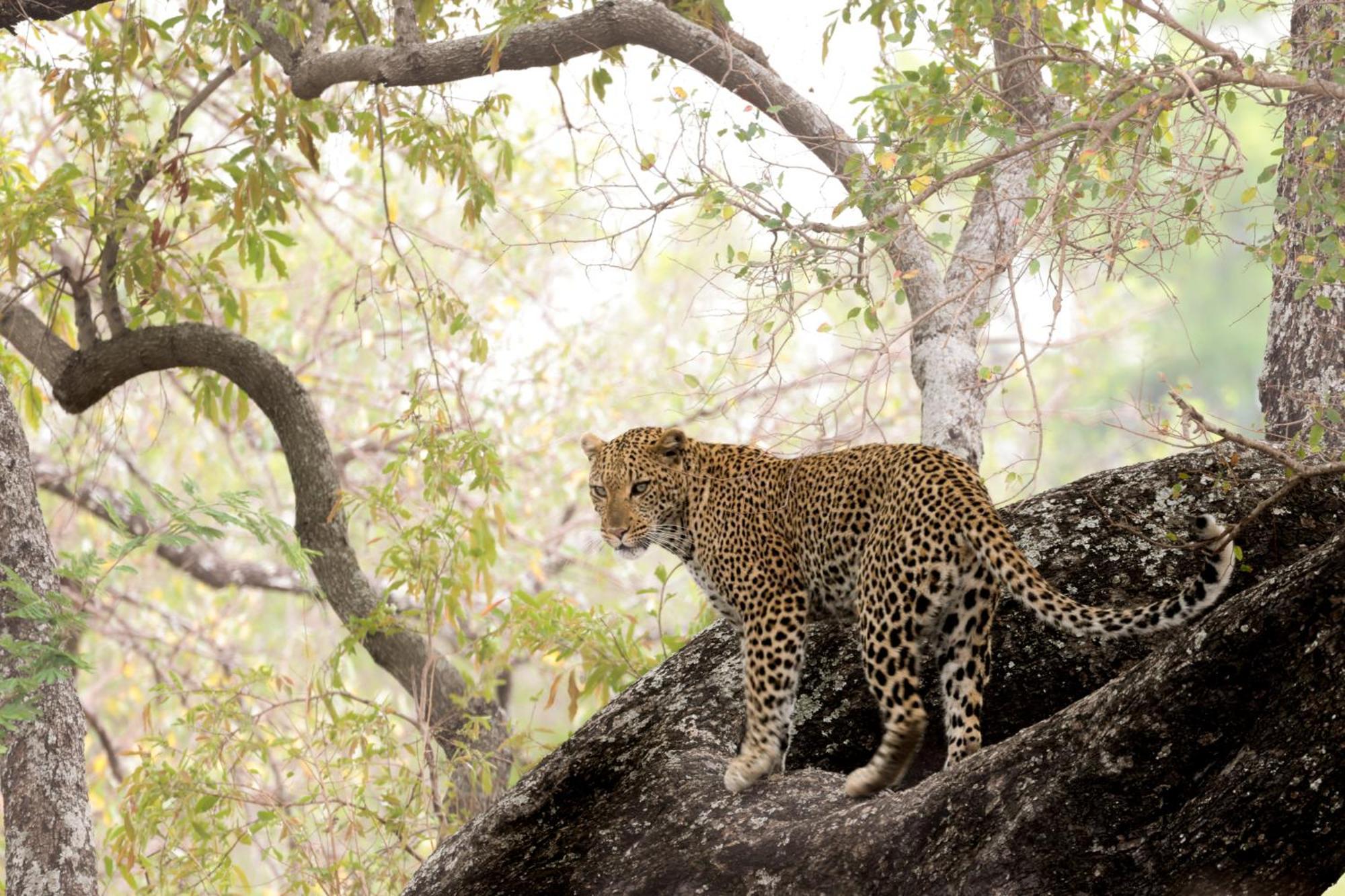 Karongwe Portfolio - Chisomo Safari Camp