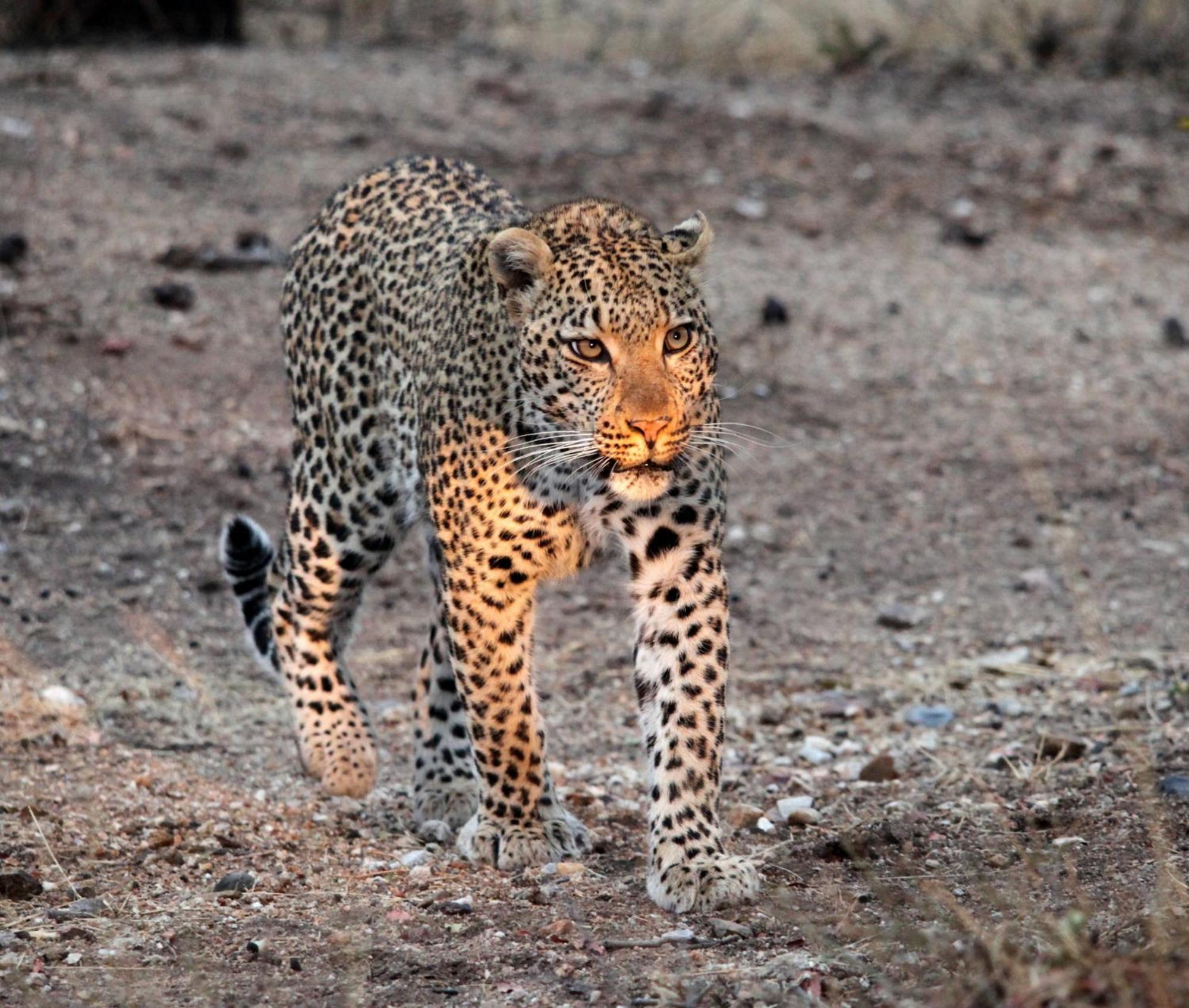 Karongwe Portfolio - Chisomo Safari Camp 4*