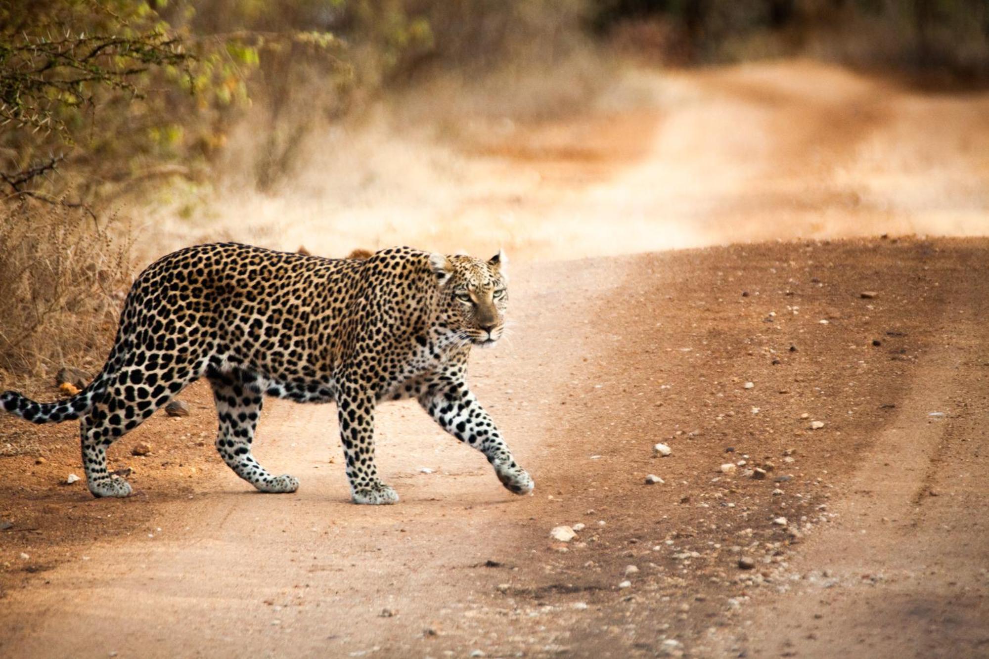 Karongwe Portfolio - Chisomo Safari Camp 4*