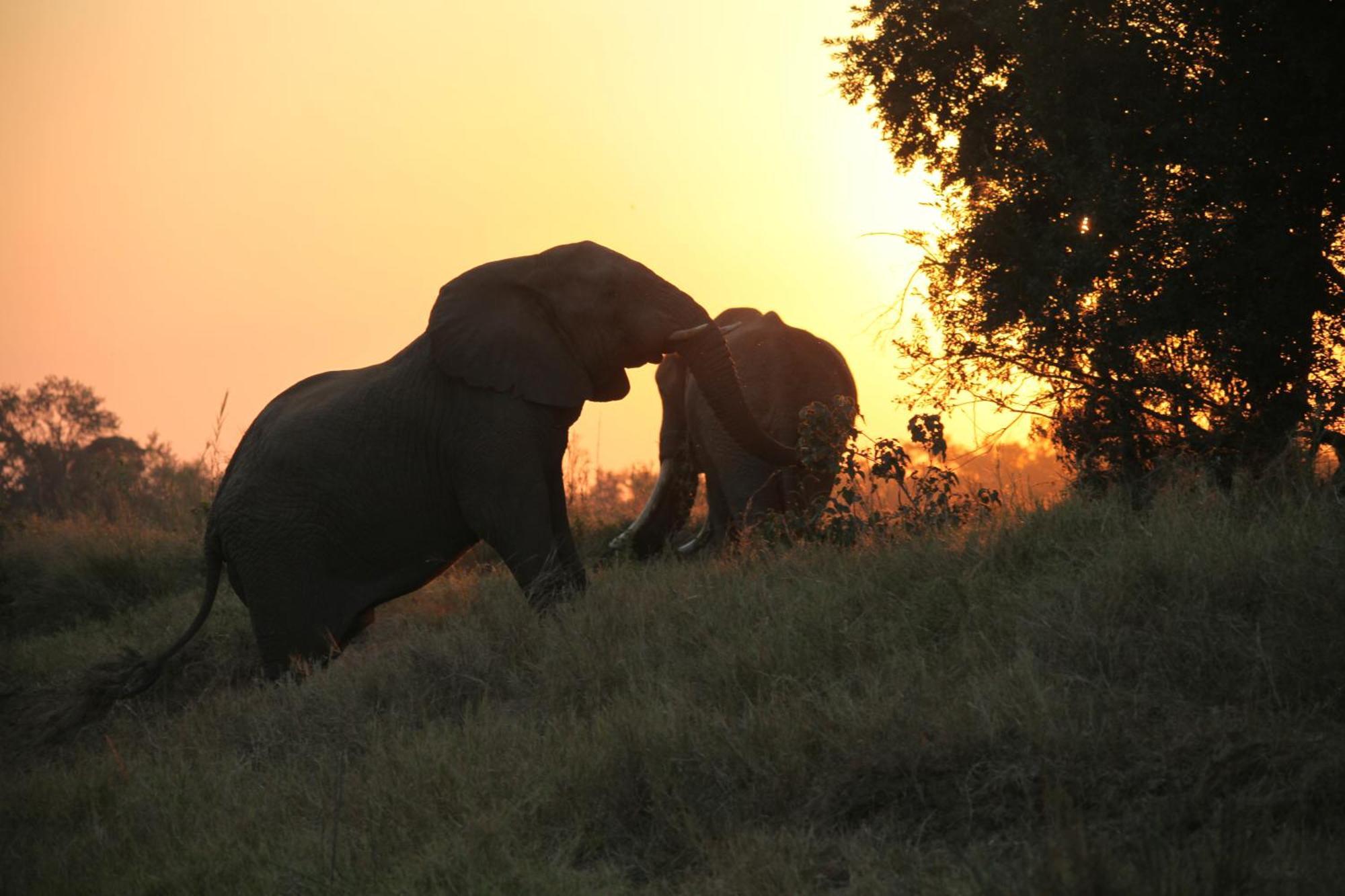 Karongwe Portfolio - Chisomo Safari Camp Karongwe Game Reserve