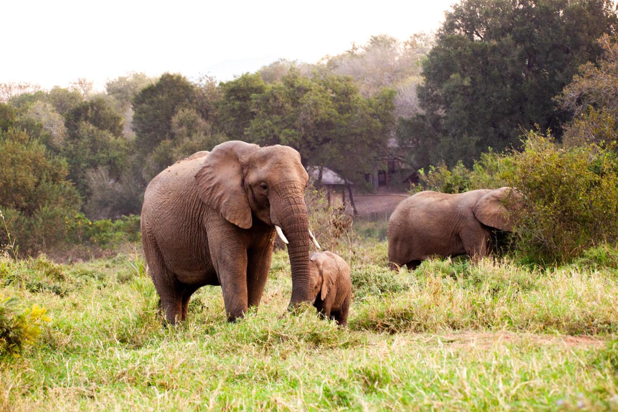 Karongwe Portfolio - Chisomo Safari Camp Luxe tent 4*