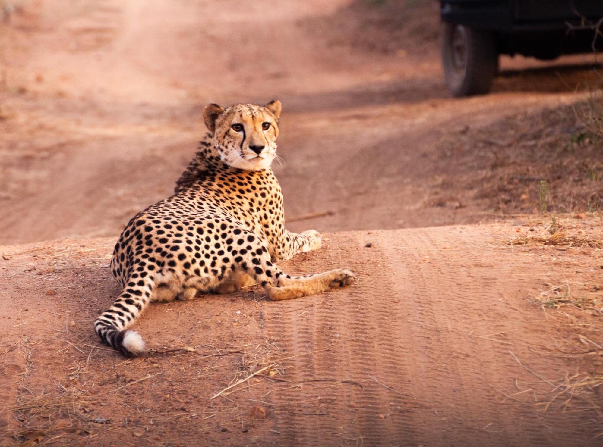 Karongwe Portfolio - Chisomo Safari Camp 4* Karongwe Game Reserve