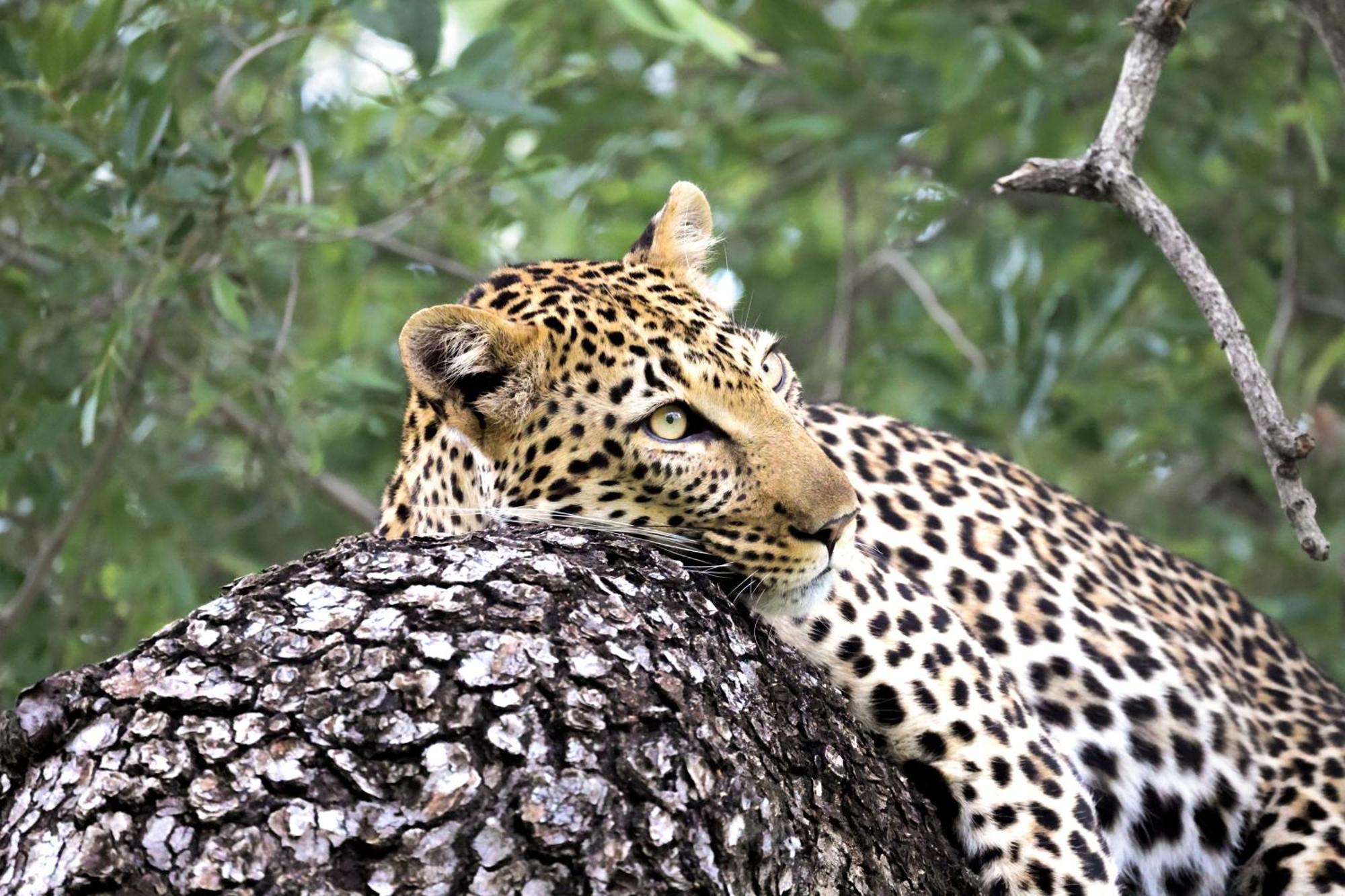 Luxe tent Karongwe Portfolio - Chisomo Safari Camp