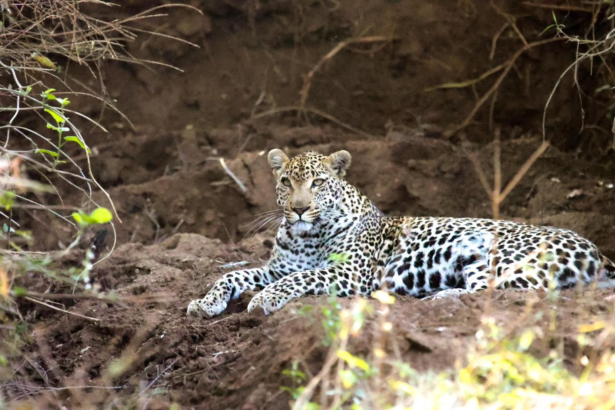 Karongwe Portfolio - Chisomo Safari Camp Karongwe Game Reserve