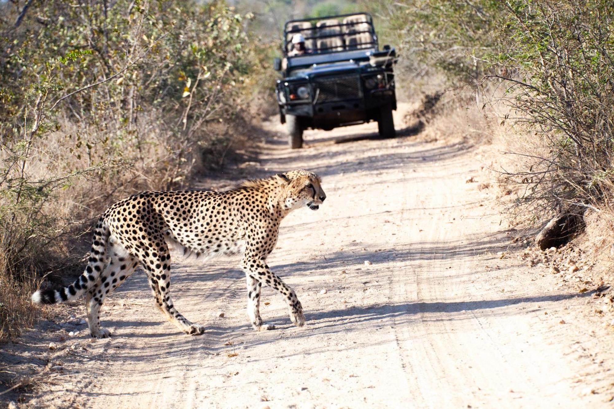Karongwe Portfolio - Chisomo Safari Camp Karongwe Game Reserve