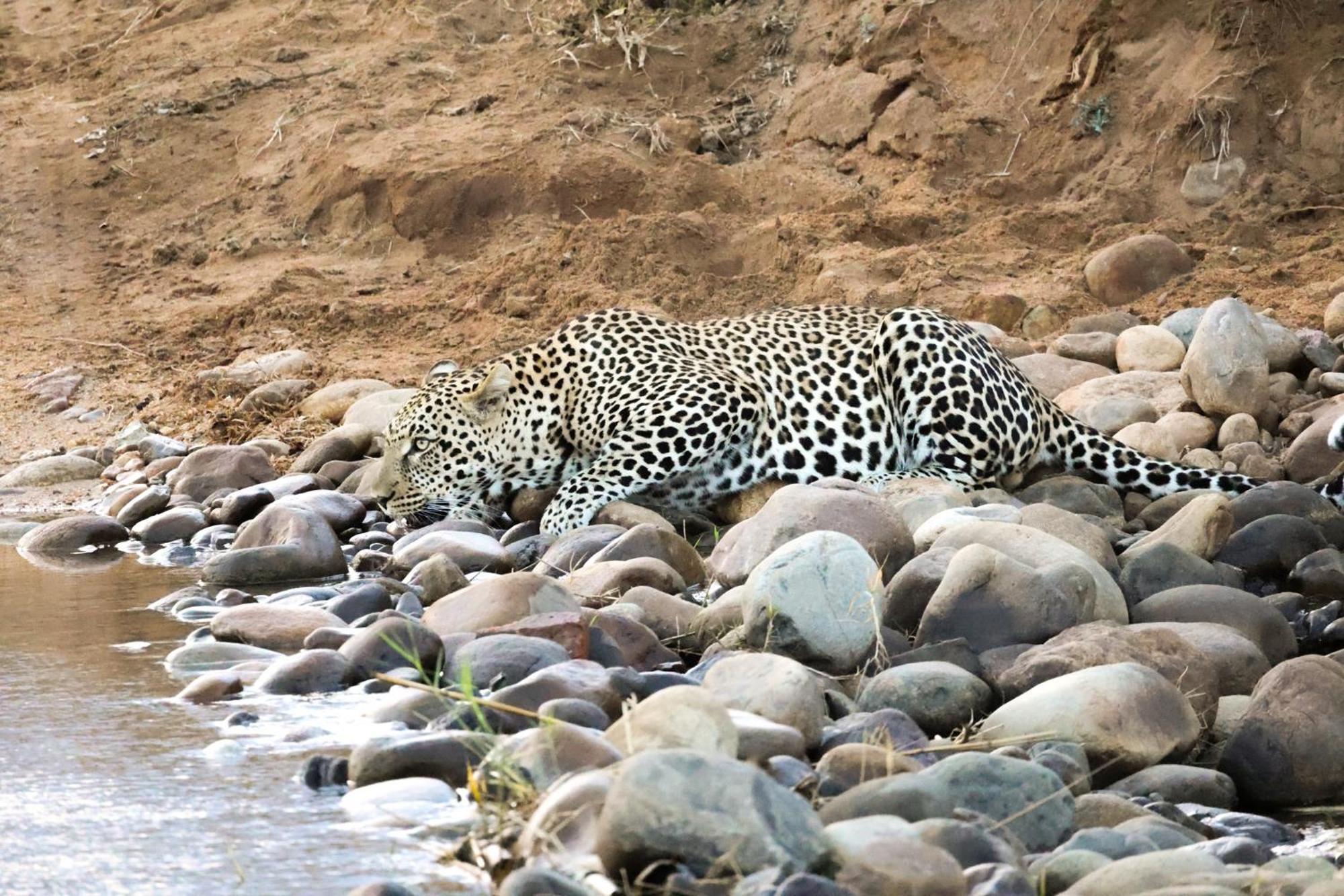 Karongwe Portfolio - Chisomo Safari Camp Luxe tent