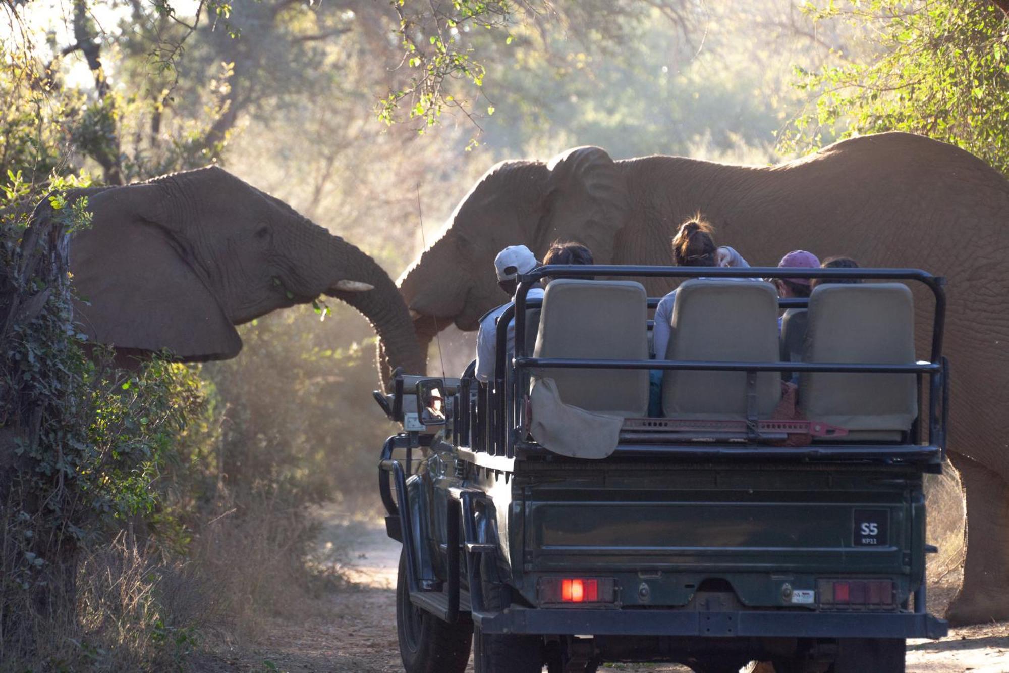 Karongwe Portfolio - Chisomo Safari Camp 4*