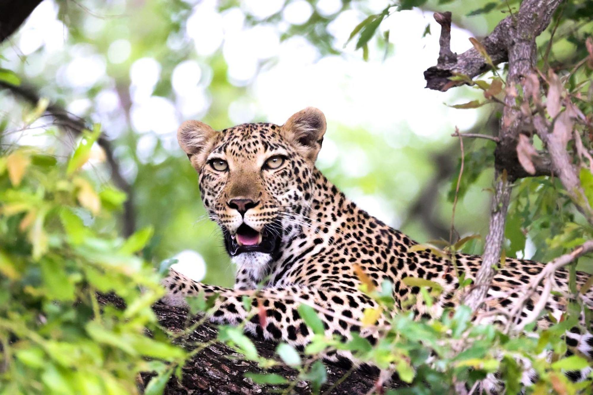 Luxe tent Karongwe Portfolio - Chisomo Safari Camp 4*