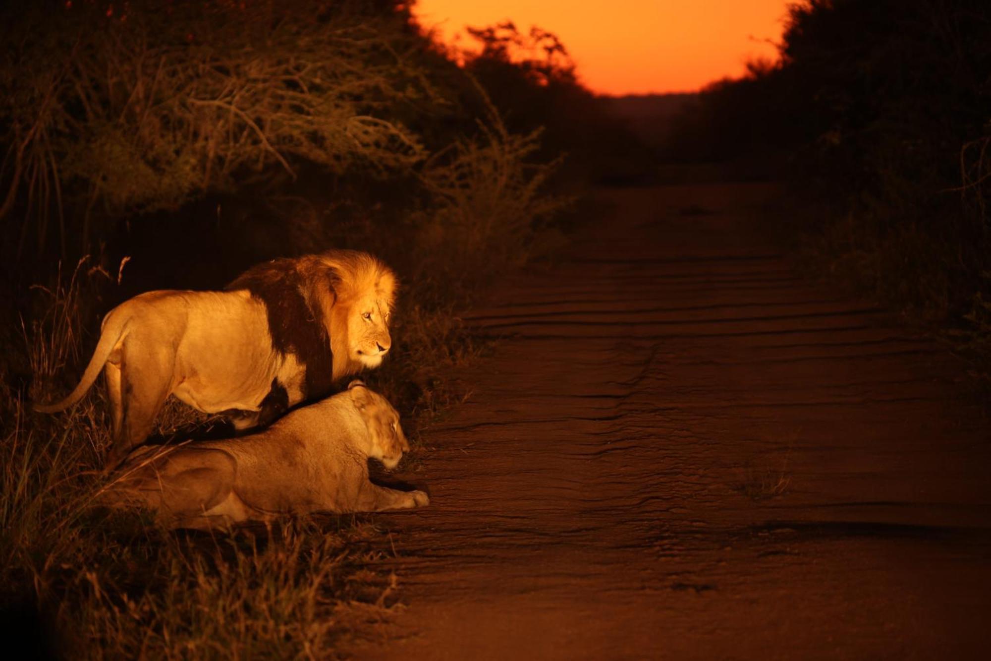 Karongwe Portfolio - Chisomo Safari Camp