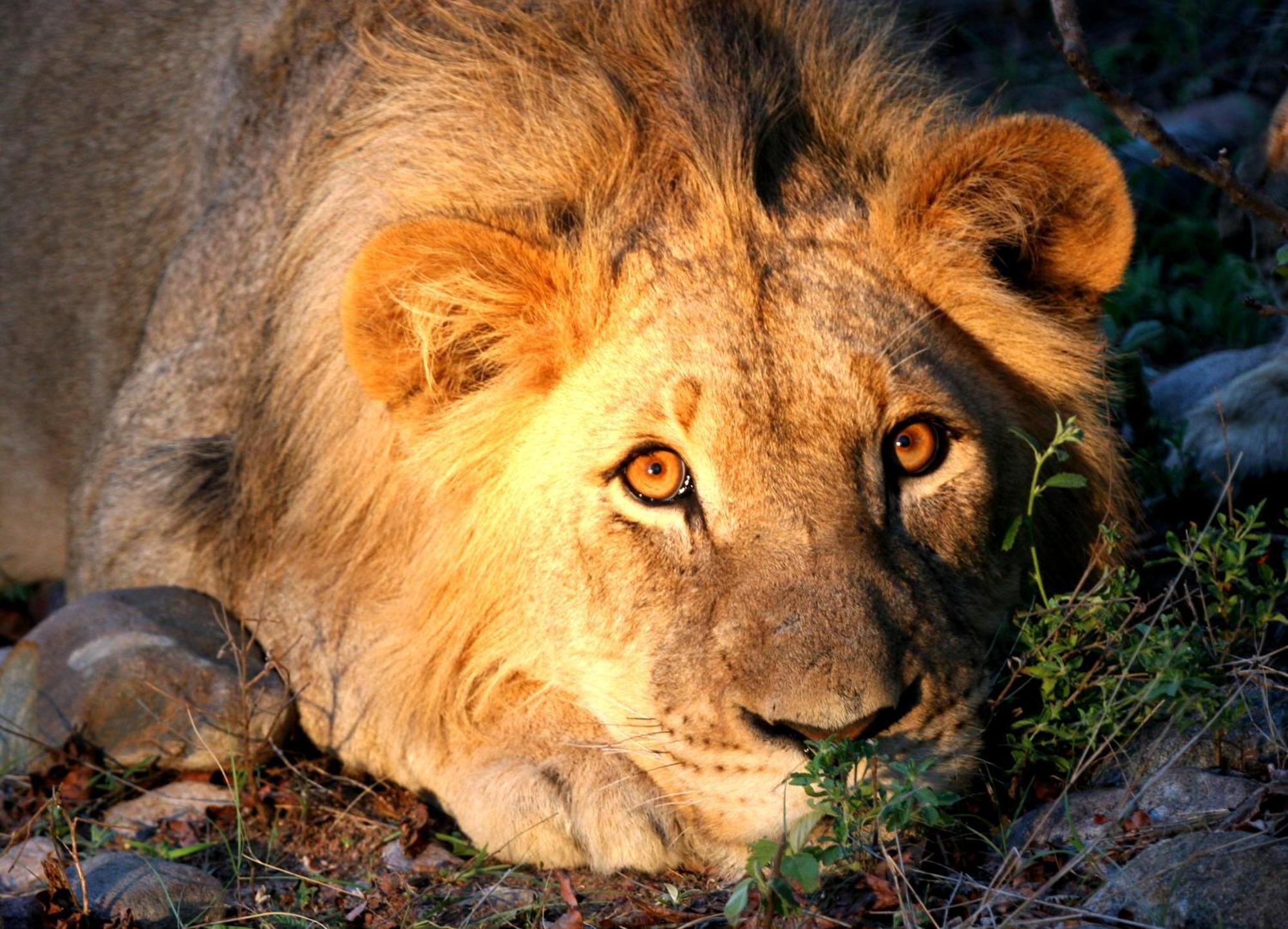 Karongwe Portfolio - Chisomo Safari Camp 4*