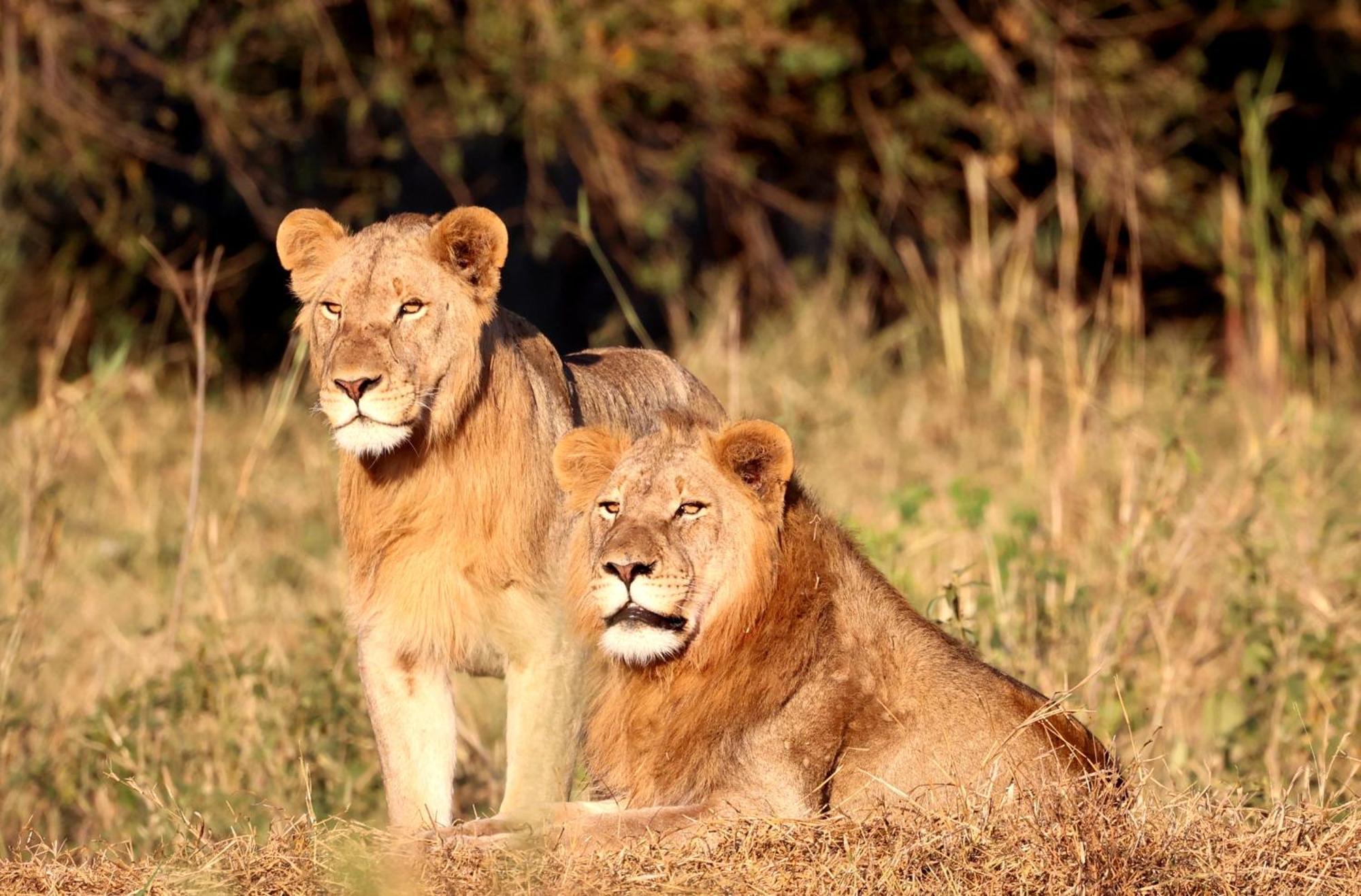 Karongwe Portfolio - Chisomo Safari Camp