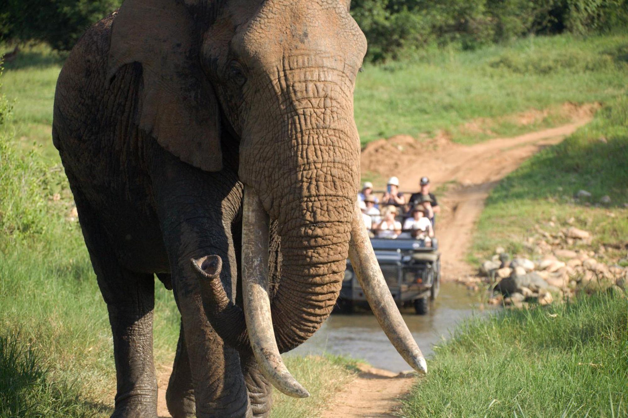 Karongwe Portfolio - Chisomo Safari Camp