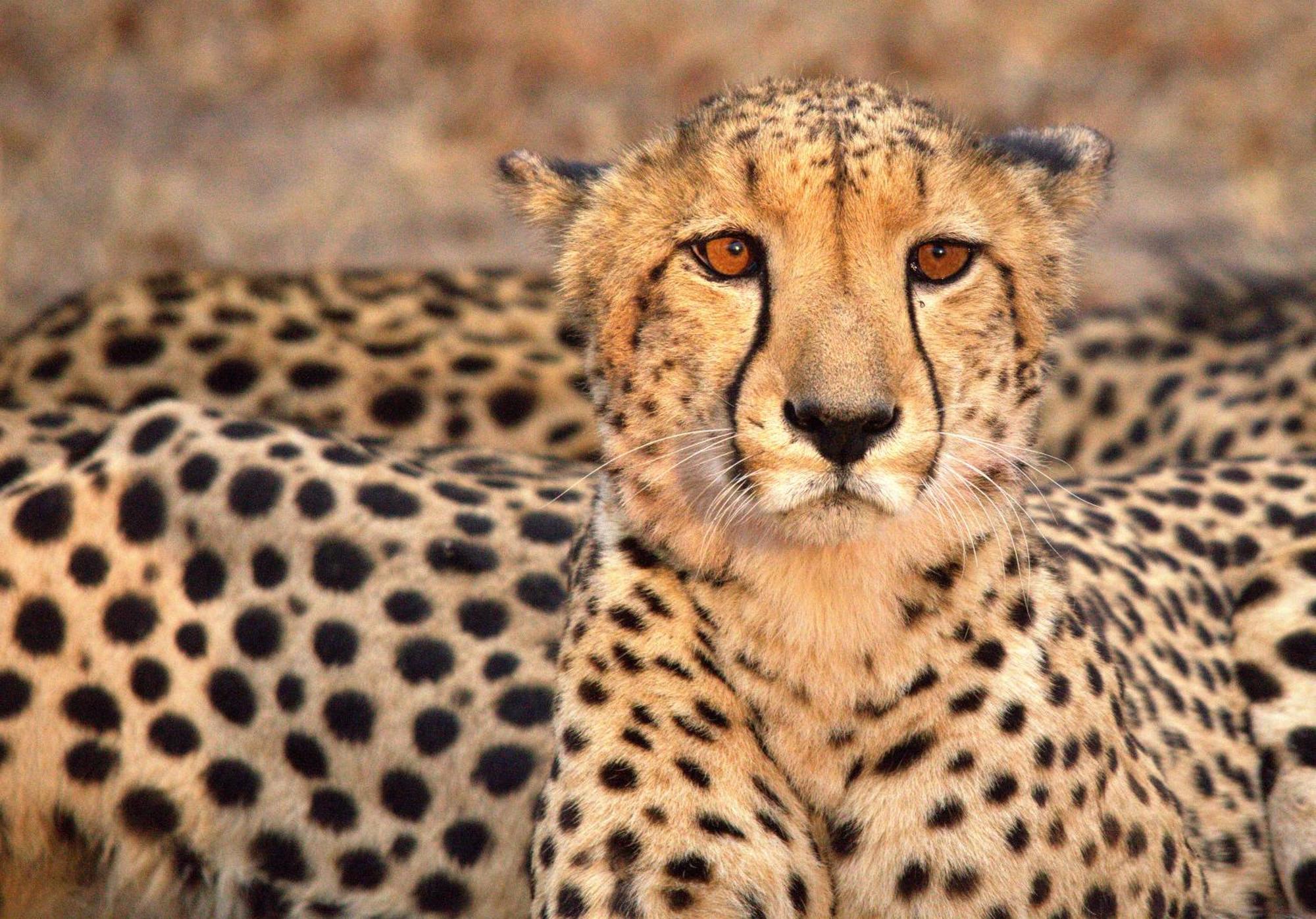 Luxe tent Karongwe Portfolio - Chisomo Safari Camp 4*