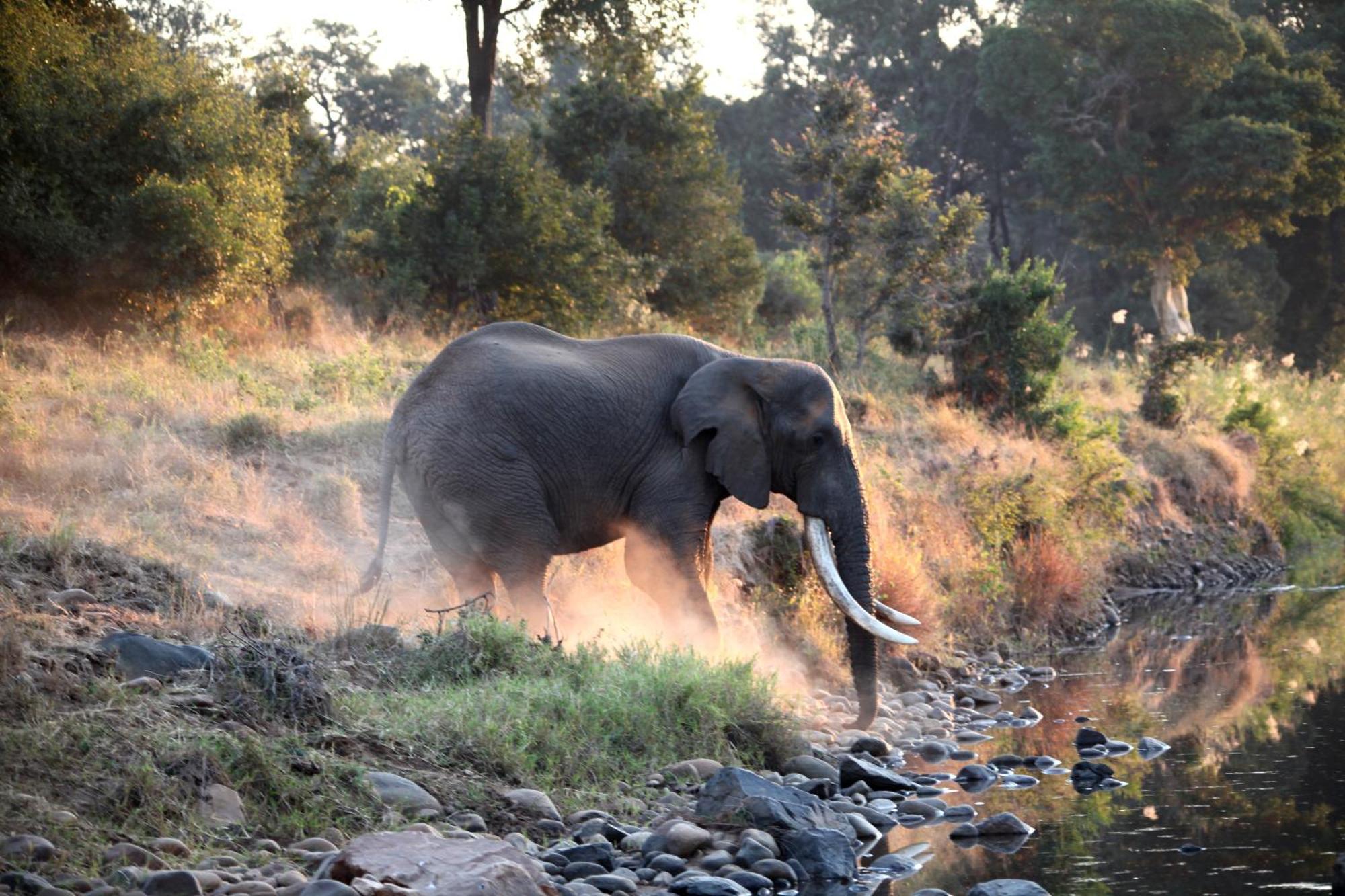 Karongwe Portfolio - Chisomo Safari Camp Luxe tent Karongwe Game Reserve