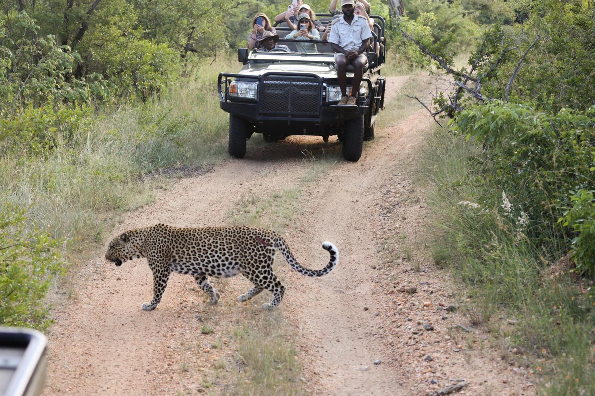 Karongwe Portfolio - Chisomo Safari Camp Luxe tent 4*