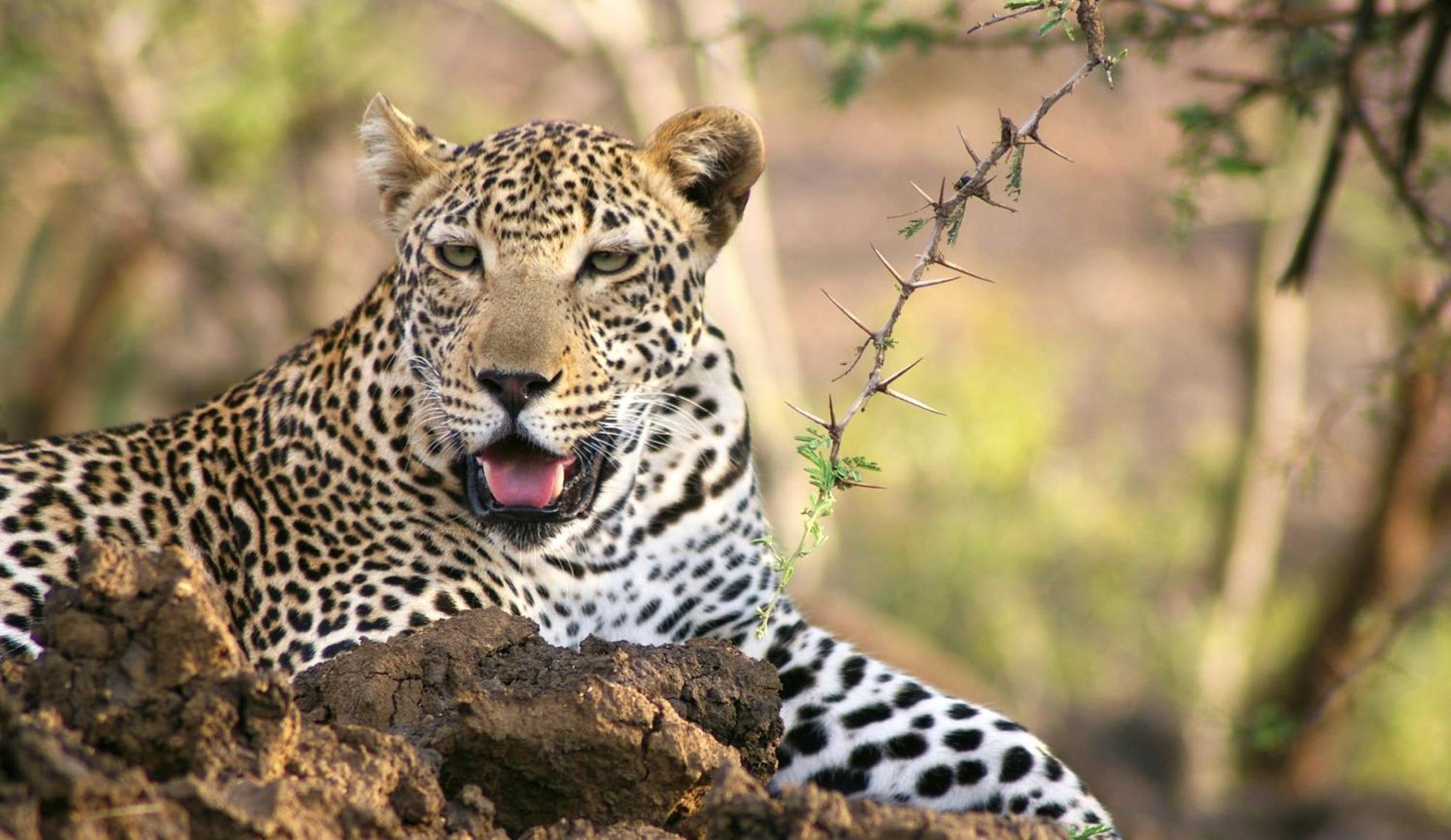 Karongwe Portfolio - Chisomo Safari Camp Luxe tent